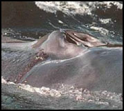 Atlantic Spotted Dolphin.  Dream Too, Bahama Banks.  Photo Courtesy of Norbert Wu.