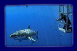 Cage diving at Guadalupe Mexico