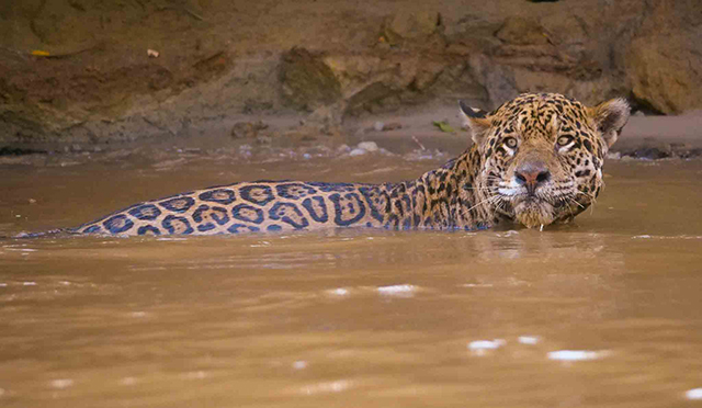 A jaguar in the river