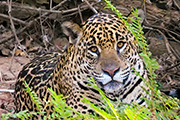 Brazil Pantanal wildlife Expedition, August 1-10 2024 Trip Report