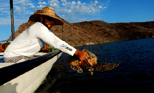 4 day/3-night conservation adventure - Camp Cuevas, Sea of Cortez, Mexico