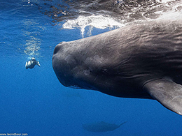 Dominica Sperm Whale Snorkel Encounter, January 4-14, 2026 Trip Report