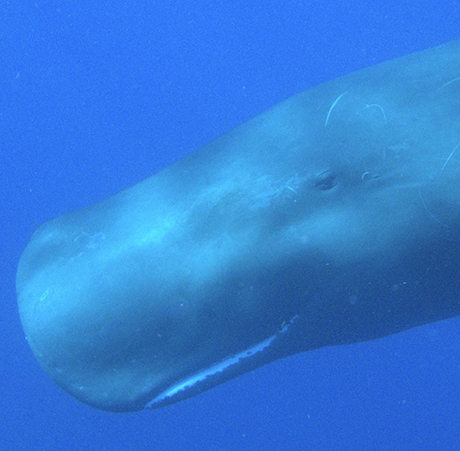 Dominica Sperm Whale Snorkel Encounter, January 3-9 2026 & January 8-14 2026 Group Trips