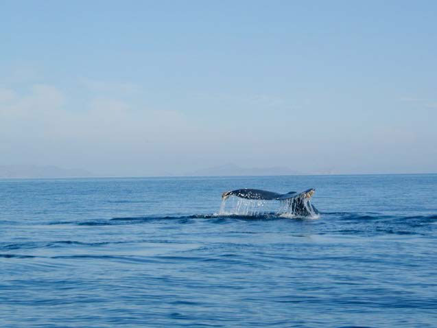 Combo Gray Whales & Blue Whale Adventure, February 25 - March 3 2014 Group Trip | Dive Discovery