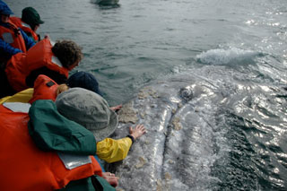 5 Day Gray Whale Watching - Laguna Ojo de Liebre, Mexico - March 23 - 27 2014 Group Trip | Dive Discovery