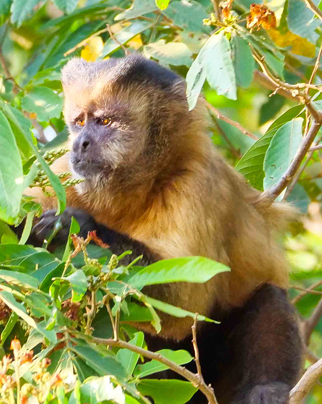 Howler Monkey