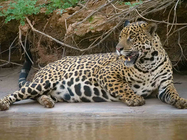 Jaguar