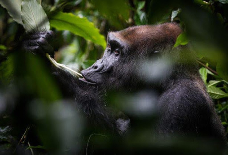 Kamba/Republic of Congo with Cindi LaRaia, March 8-16, 2026 Group Trip - Africa Discovery