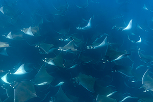 Mobula Rays - Marine Safari One Day Tour