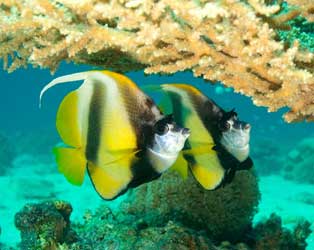 Israel & Sinai, Egypt Shore Diving & Liveaboard Combo (8-day) - Mediterranean and Red Sea Diving