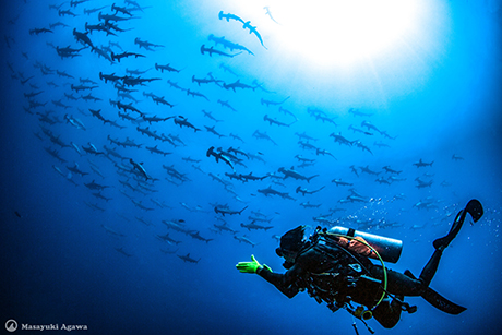 Hammerhead sharks - Mikomoto Diving - Scuba Diving Japan