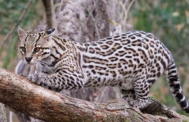 Ocelot