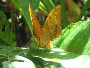 National Canoe and Kundu  Festival - PNG Nature & Cultural Tours