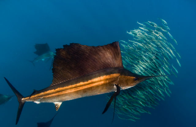 Sailfish Run, Isla Mujeres in Mexico - Big Animals Expeditions with Amos Nachoum  - Dive Discovery