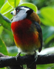 Hummingbirds Ecuador - Bird Watching