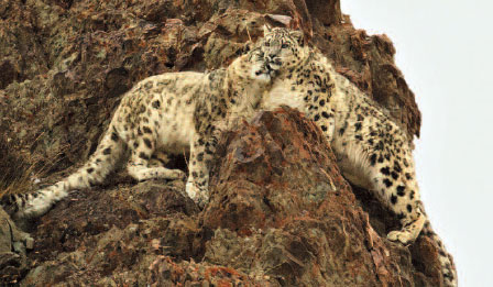 Snow Leopard Photography Trekking