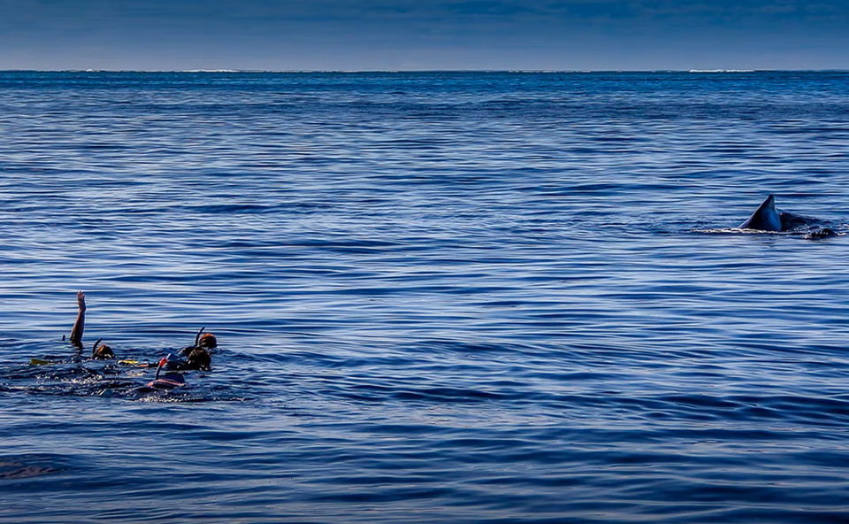 Tonga Ha'apai Humpback Whale Swimming, September 23-30 2027 Group Trip