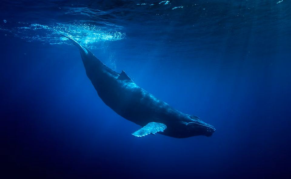 Tonga Ha'apai Humpback Whale Swimming, September 23-30 2027 Group Trip
