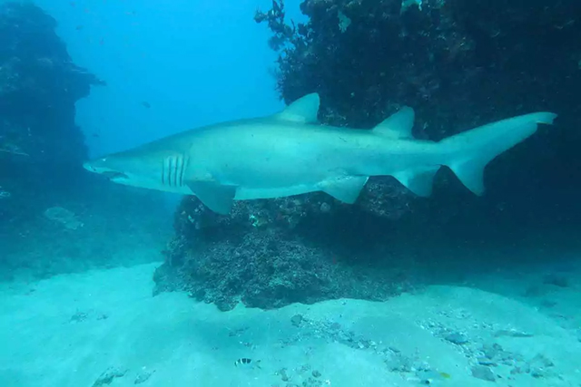 Shark - Zululand Diving,  South Africa