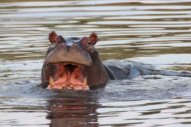 Hippo - Zululand Diving & Wildlife Safari,  South Africa