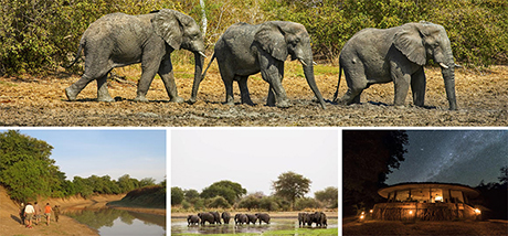 Chad: Zakouma National Park with Cindi LaRaia, March 8-16, 2026 Group Trip - Africa Discovery