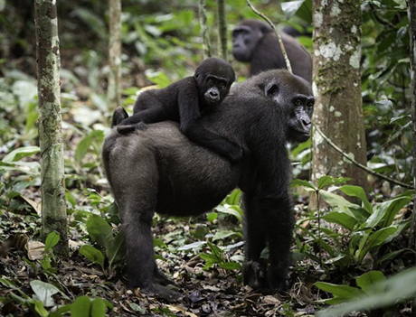 The Republic of Congo ~ Kamba Camps, September 18-28 2028 Group Trip