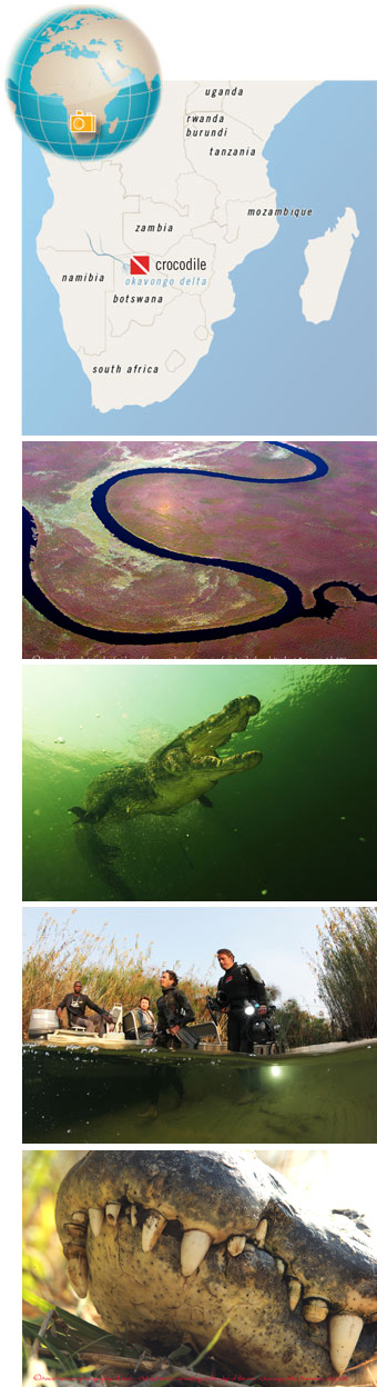 Nile Crocodile Expedition, Okavango Delta in Botswana - Big Animals Expeditions with Amos Nachoum  - Dive Discovery