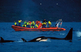 M/V Sula - Snorkeling with Orcas