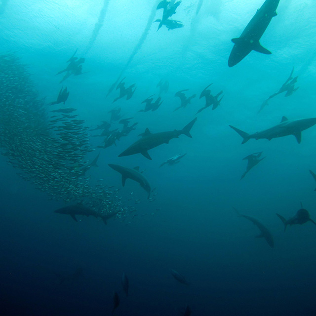 Sardine Run 2014, South Africa - Shark Diving - Dive Discovery