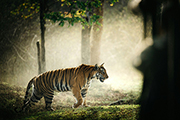 South India, March 1-15 2027 Group Trip